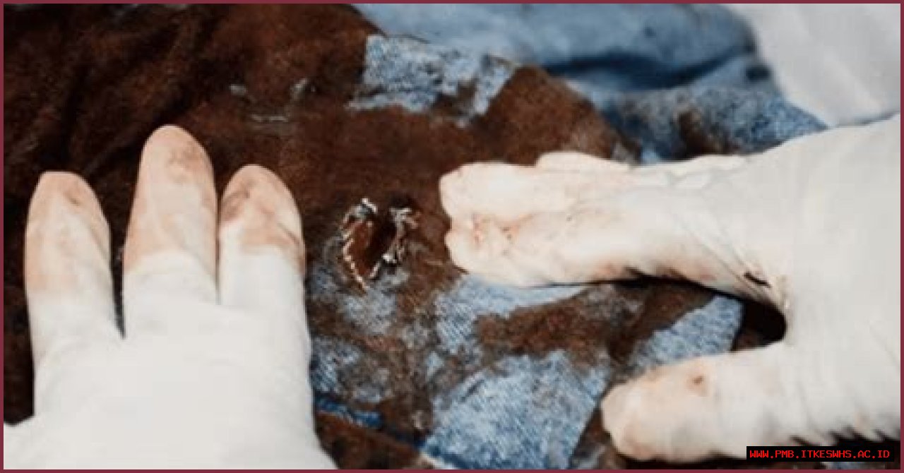 
			Unveiling the Mysterious Death of Nicole Feller Omaha: Watch the Viral Video for Answers!		